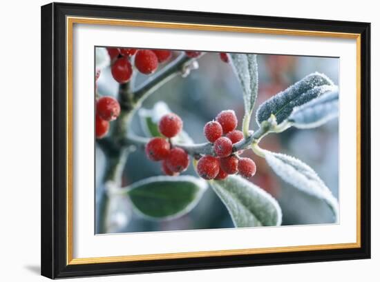 Rimed Berries of the Holly Frosted-null-Framed Photographic Print