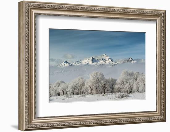 Rimed Cottonwoods and Tetons from Antelope Flats Road-Howie Garber-Framed Photographic Print