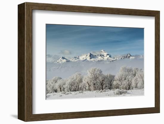 Rimed Cottonwoods and Tetons from Antelope Flats Road-Howie Garber-Framed Photographic Print