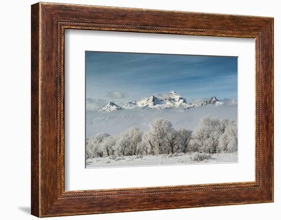 Rimed Cottonwoods and Tetons from Antelope Flats Road-Howie Garber-Framed Photographic Print