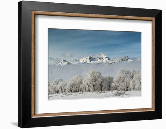 Rimed Cottonwoods and Tetons from Antelope Flats Road-Howie Garber-Framed Photographic Print