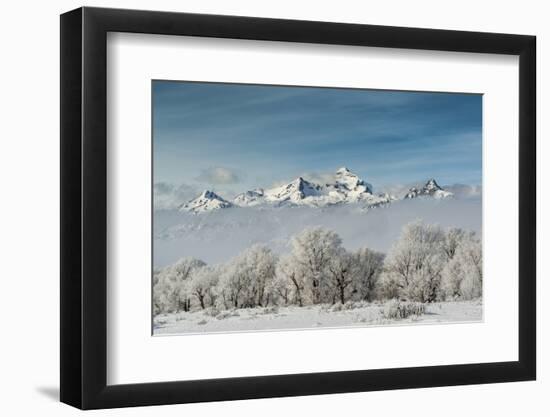 Rimed Cottonwoods and Tetons from Antelope Flats Road-Howie Garber-Framed Photographic Print