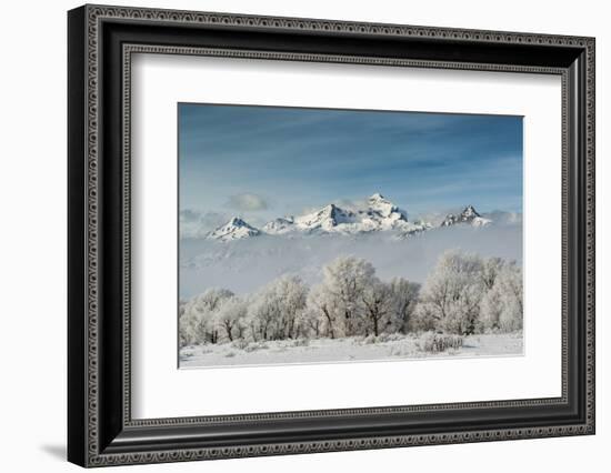 Rimed Cottonwoods and Tetons from Antelope Flats Road-Howie Garber-Framed Photographic Print