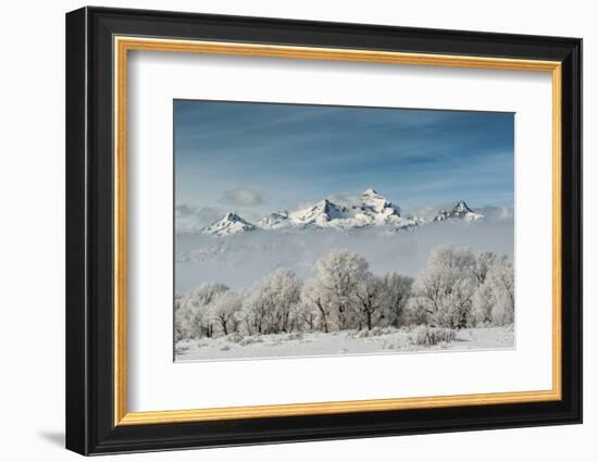 Rimed Cottonwoods and Tetons from Antelope Flats Road-Howie Garber-Framed Photographic Print