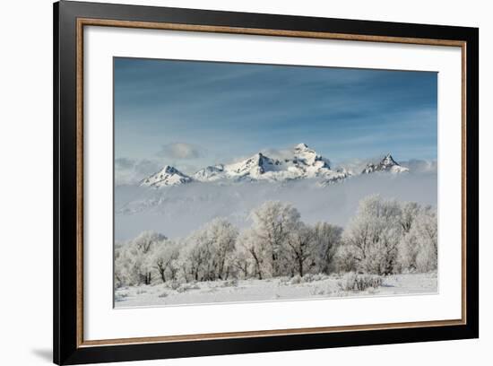 Rimed Cottonwoods and Tetons from Antelope Flats Road-Howie Garber-Framed Photographic Print