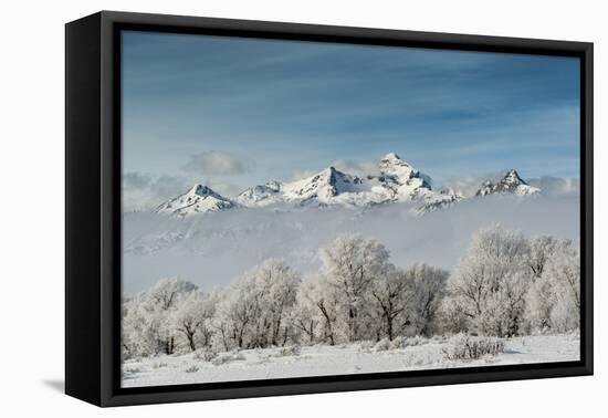 Rimed Cottonwoods and Tetons from Antelope Flats Road-Howie Garber-Framed Premier Image Canvas