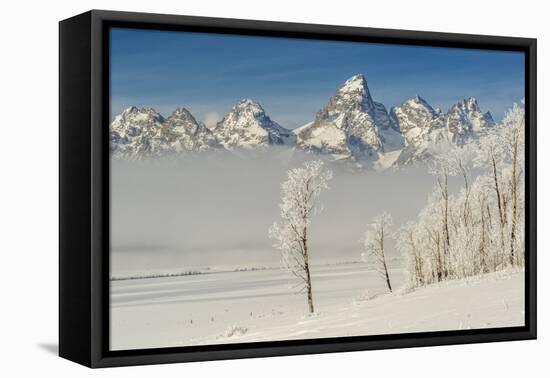 Rimed Cottonwoods and Tetons from Antelope Flats Road-Howie Garber-Framed Premier Image Canvas