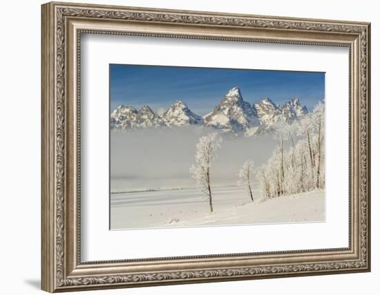 Rimed Cottonwoods and Tetons from Antelope Flats Road-Howie Garber-Framed Photographic Print