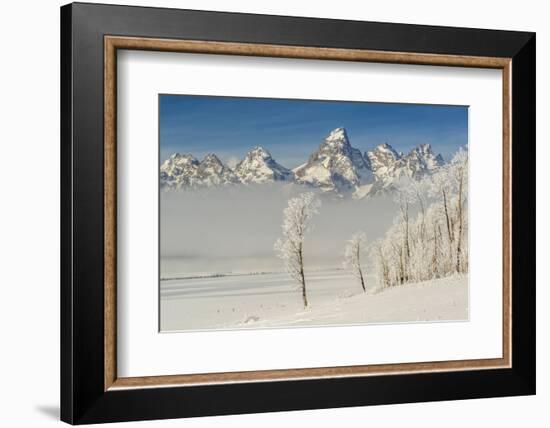 Rimed Cottonwoods and Tetons from Antelope Flats Road-Howie Garber-Framed Photographic Print