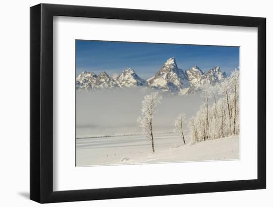 Rimed Cottonwoods and Tetons from Antelope Flats Road-Howie Garber-Framed Photographic Print