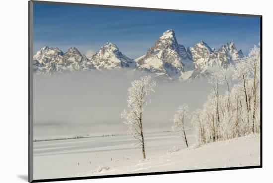 Rimed Cottonwoods and Tetons from Antelope Flats Road-Howie Garber-Mounted Photographic Print