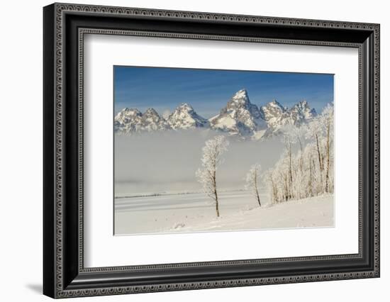 Rimed Cottonwoods and Tetons from Antelope Flats Road-Howie Garber-Framed Photographic Print