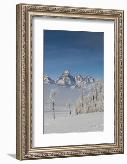 Rimed Cottonwoods and Tetons from Antelope Flats Road-Howie Garber-Framed Photographic Print