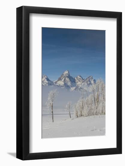 Rimed Cottonwoods and Tetons from Antelope Flats Road-Howie Garber-Framed Photographic Print