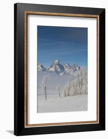 Rimed Cottonwoods and Tetons from Antelope Flats Road-Howie Garber-Framed Photographic Print