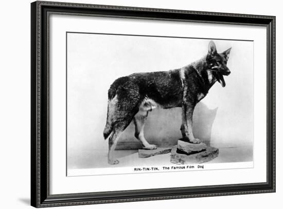 Rin Tin Tin-null-Framed Photographic Print