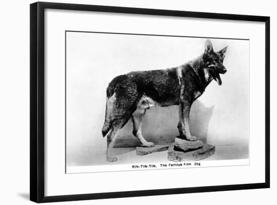 Rin Tin Tin-null-Framed Photographic Print