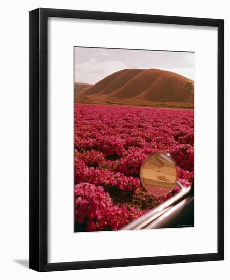 Rinconada Ranch with wiew of a field of petunias including abandoned school-Ralph Crane-Framed Photographic Print
