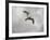 Ring Billed Gull at Reelfoot-Jai Johnson-Framed Giclee Print
