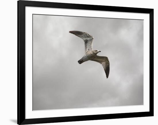 Ring Billed Gull at Reelfoot-Jai Johnson-Framed Giclee Print