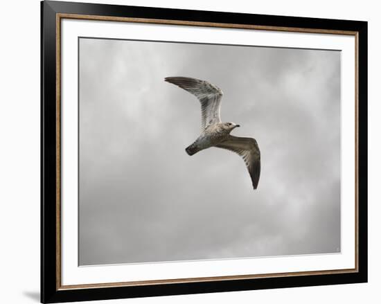 Ring Billed Gull at Reelfoot-Jai Johnson-Framed Giclee Print