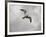 Ring Billed Gull at Reelfoot-Jai Johnson-Framed Giclee Print