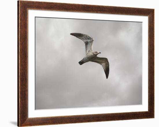 Ring Billed Gull at Reelfoot-Jai Johnson-Framed Giclee Print