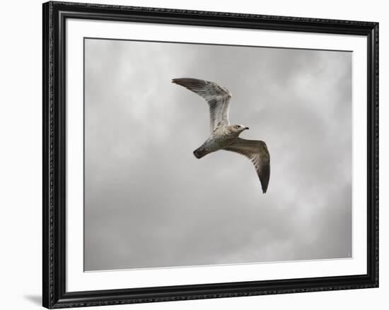 Ring Billed Gull at Reelfoot-Jai Johnson-Framed Giclee Print