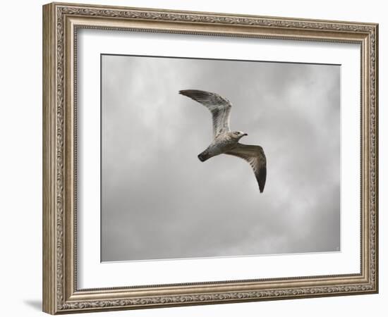 Ring Billed Gull at Reelfoot-Jai Johnson-Framed Giclee Print