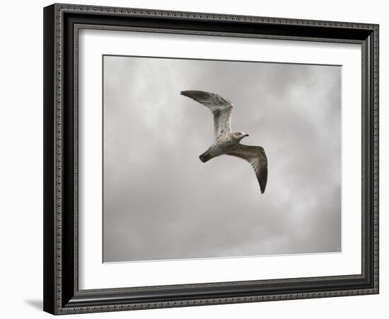 Ring Billed Gull at Reelfoot-Jai Johnson-Framed Giclee Print