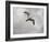 Ring Billed Gull at Reelfoot-Jai Johnson-Framed Giclee Print