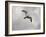 Ring Billed Gull at Reelfoot-Jai Johnson-Framed Giclee Print