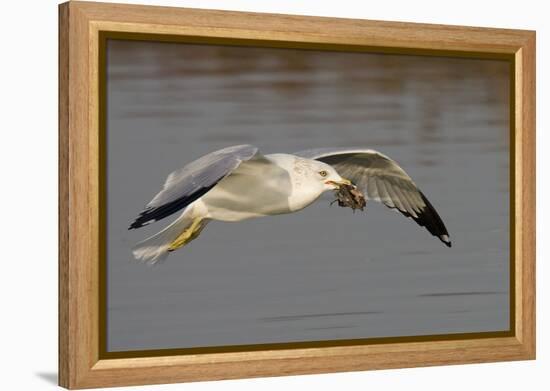 Ring-Billed Gull Flys with a Bat in it's Bill-Hal Beral-Framed Premier Image Canvas