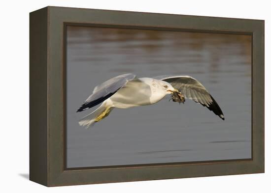 Ring-Billed Gull Flys with a Bat in it's Bill-Hal Beral-Framed Premier Image Canvas