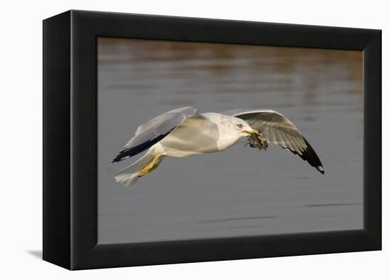 Ring-Billed Gull Flys with a Bat in it's Bill-Hal Beral-Framed Premier Image Canvas