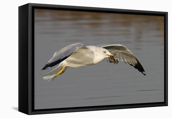 Ring-Billed Gull Flys with a Bat in it's Bill-Hal Beral-Framed Premier Image Canvas