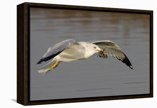 Ring-Billed Gull Flys with a Bat in it's Bill-Hal Beral-Framed Premier Image Canvas