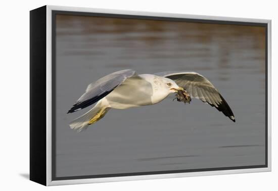 Ring-Billed Gull Flys with a Bat in it's Bill-Hal Beral-Framed Premier Image Canvas