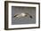 Ring-Billed Gull Flys with a Bat in it's Bill-Hal Beral-Framed Photographic Print