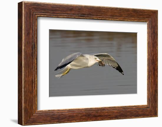 Ring-Billed Gull Flys with a Bat in it's Bill-Hal Beral-Framed Photographic Print