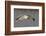 Ring-Billed Gull Flys with a Bat in it's Bill-Hal Beral-Framed Photographic Print