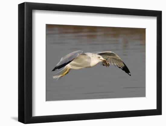 Ring-Billed Gull Flys with a Bat in it's Bill-Hal Beral-Framed Photographic Print