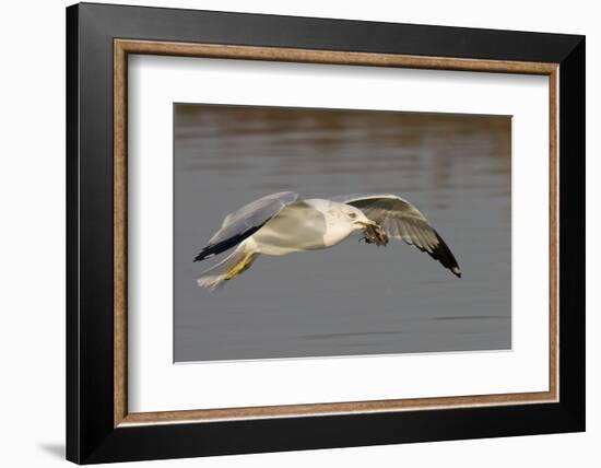 Ring-Billed Gull Flys with a Bat in it's Bill-Hal Beral-Framed Photographic Print