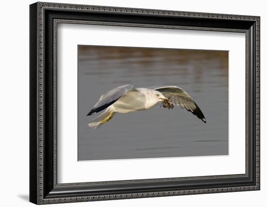 Ring-Billed Gull Flys with a Bat in it's Bill-Hal Beral-Framed Photographic Print