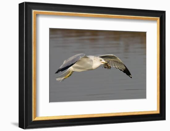 Ring-Billed Gull Flys with a Bat in it's Bill-Hal Beral-Framed Photographic Print