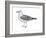 Ring-Billed Gull (Larus Delawarensis), Birds-Encyclopaedia Britannica-Framed Art Print