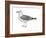 Ring-Billed Gull (Larus Delawarensis), Birds-Encyclopaedia Britannica-Framed Art Print