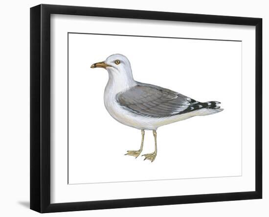 Ring-Billed Gull (Larus Delawarensis), Birds-Encyclopaedia Britannica-Framed Art Print