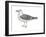 Ring-Billed Gull (Larus Delawarensis), Birds-Encyclopaedia Britannica-Framed Art Print