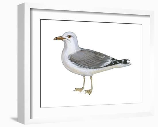 Ring-Billed Gull (Larus Delawarensis), Birds-Encyclopaedia Britannica-Framed Art Print